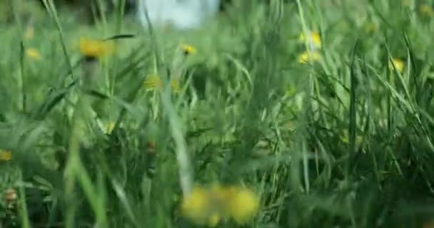 Pintoresca Vista Los Dientes León Amarillos Creciendo Prado Verde Primavera — Vídeo de stock