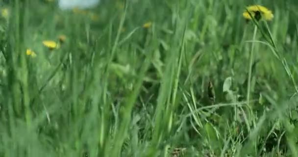 春の晴れた日に緑の春の牧草地で育つ黄色のタンポポの絵のような景色 — ストック動画