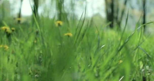 春の晴れた日に緑の春の牧草地で育つ黄色のタンポポの絵のような景色 — ストック動画