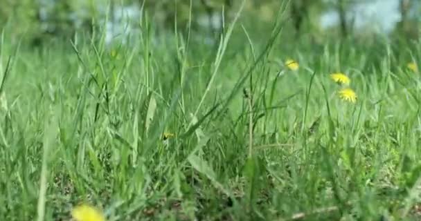 Baharın Güneşli Ilkbaharında Yeşil Çayırlarda Yetişen Sarı Karahindiba Manzarası — Stok video