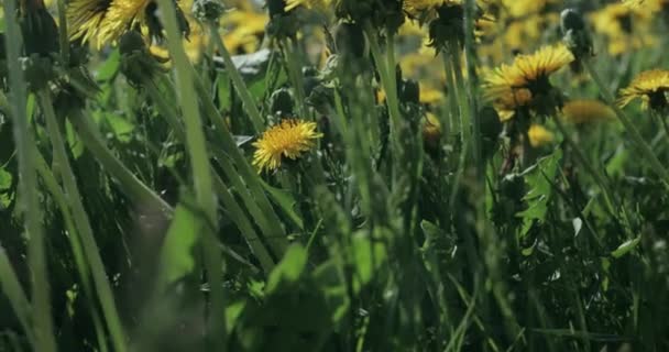Pintoresca Vista Los Dientes León Amarillos Creciendo Prado Verde Primavera — Vídeos de Stock