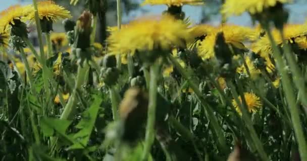 Schilderachtig Uitzicht Gele Paardebloemen Groeien Groene Lente Weide Het Voorjaar — Stockvideo