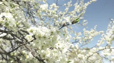 Güzel çiçek açan kiraz ağacı, güneş ışığı içinde beyaz çiçekler, bahar konsepti 