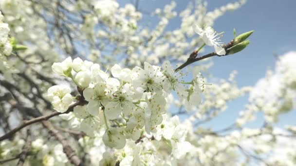 Bela Árvore Cereja Florescendo Com Flores Brancas Luz Sol Conceito — Vídeo de Stock