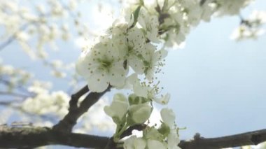 Güzel çiçek açan kiraz ağacı, güneş ışığı içinde beyaz çiçekler, bahar konsepti 
