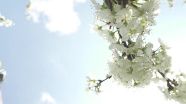 Güzel çiçek açan kiraz ağacı, güneş ışığı içinde beyaz çiçekler, bahar konsepti 