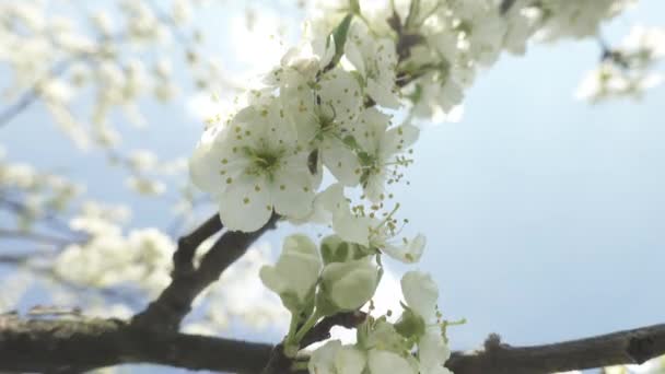 Schön Blühender Kirschbaum Mit Weißen Blüten Sonnenschein Frühlingskonzept — Stockvideo