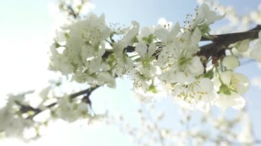 Güzel çiçek açan kiraz ağacı, güneş ışığı içinde beyaz çiçekler, bahar konsepti 