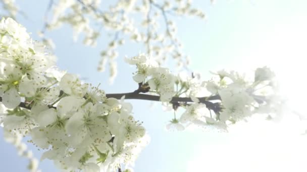 太陽の下で白い花を咲かせる美しい桜春のコンセプト — ストック動画