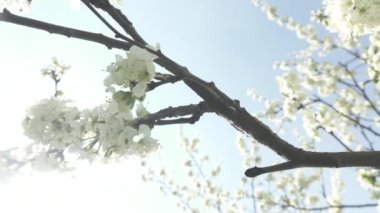 Güzel çiçek açan kiraz ağacı, güneş ışığı içinde beyaz çiçekler, bahar konsepti 