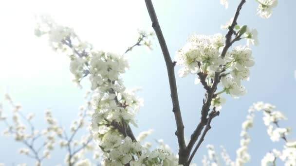 Güzel Çiçek Açan Kiraz Ağacı Güneş Işığı Içinde Beyaz Çiçekler — Stok video