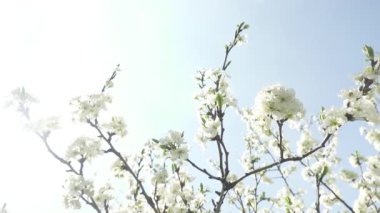 Güzel çiçek açan kiraz ağacı, güneş ışığı içinde beyaz çiçekler, bahar konsepti 