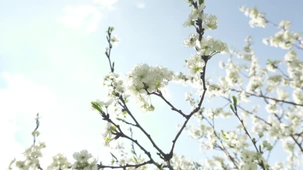 Mooie Bloeiende Kersenboom Met Witte Bloemen Zon Lente Concept — Stockvideo