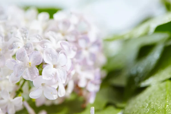 Beau Lilas Avec Gouttes Eau Vue Rapprochée — Photo