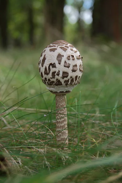 Small kite mushroom — Stock Photo, Image