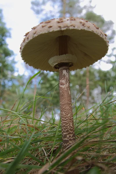 Under kite mushroom — Stock Photo, Image
