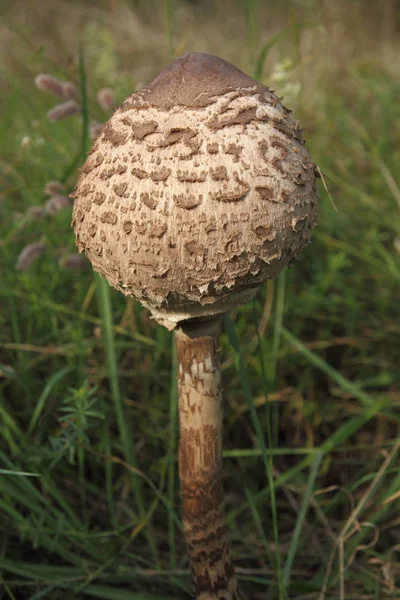 Young kite mushroom — Stock Photo, Image