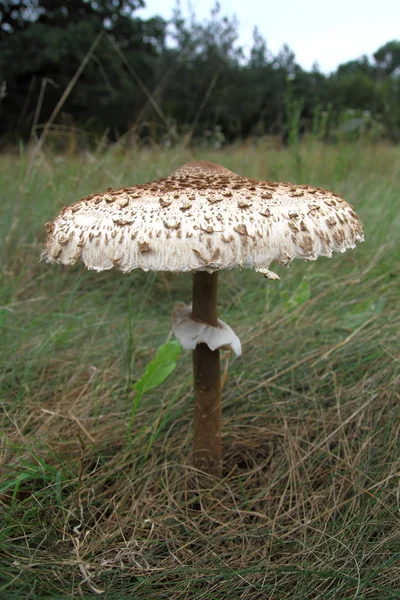 Big kite mushroom — Stock Photo, Image