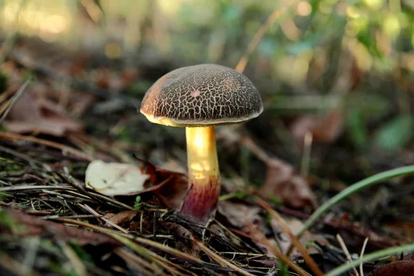 Boletus, edible mushroom — Stock Photo, Image