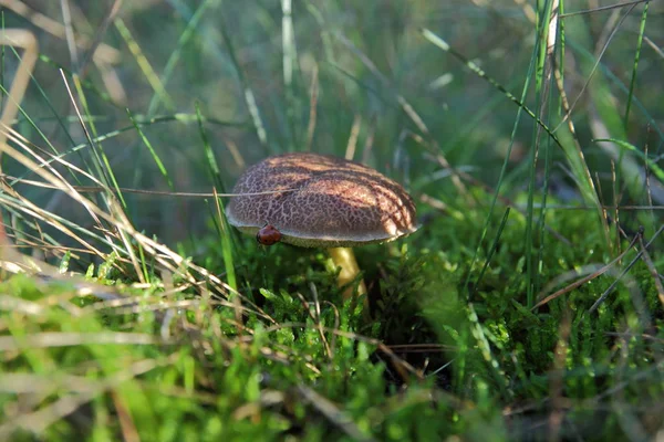 Boletus and ladybug — Stock Photo, Image