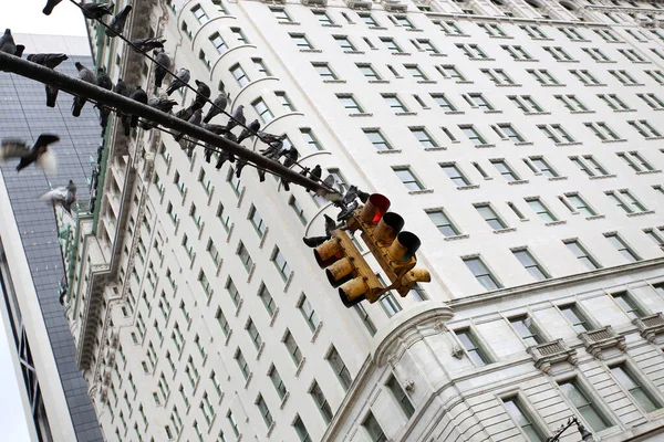 Pigeons Pole New York Traffic Street Light — Stock Photo, Image