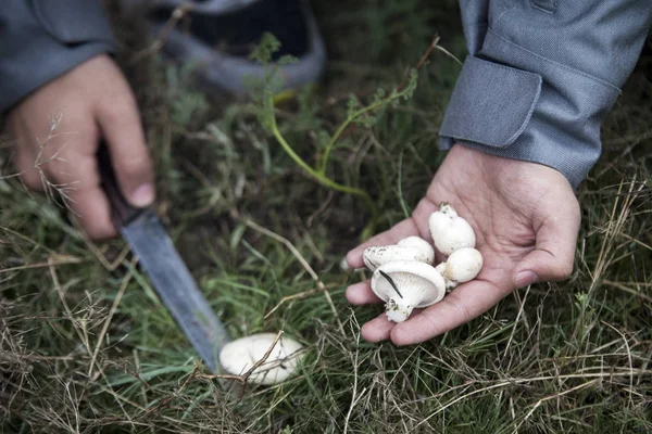 Hombre recogiendo hongos — Foto de Stock