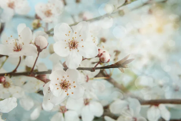 Les pommiers fleurissent. Profondeur de champ faible — Photo