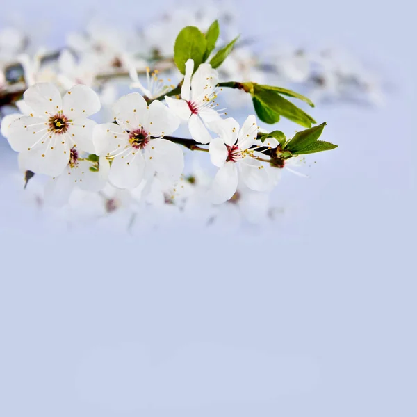 Pommier fleuri — Photo