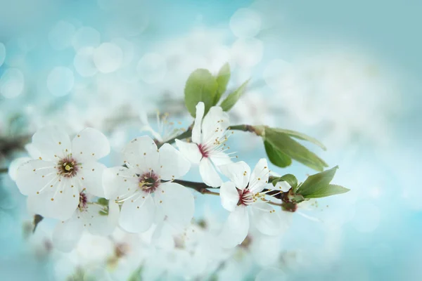 Apple blossom. Ondiepe scherptediepte — Stockfoto