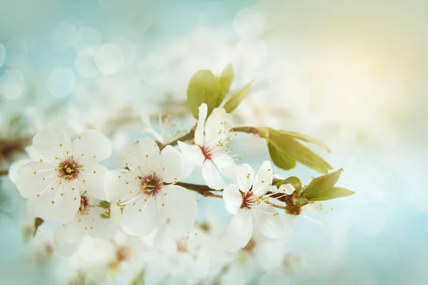 Flor de manzana. Profundidad superficial del campo — Foto de Stock