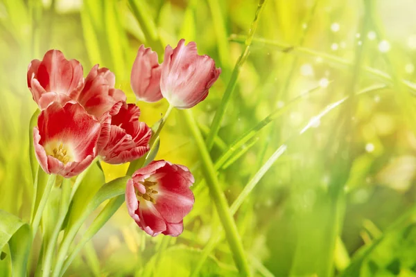 Primavera o verano naturaleza fondo con hierba y flores en el —  Fotos de Stock