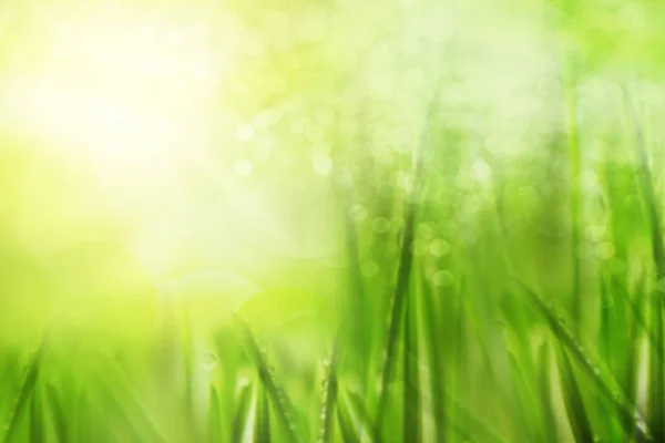 Abstract spring background — Stock Photo, Image