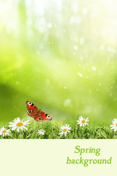 Abstract spring background — Stock Photo, Image