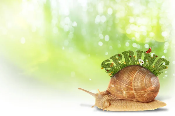 Abstract spring background with snail — Stock Photo, Image