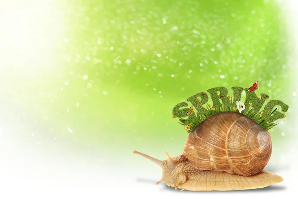抽象的春天背景与蜗牛 — 图库照片