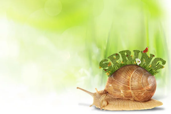 Abstrakte Frühling Hintergrund mit Schnecke — Stockfoto