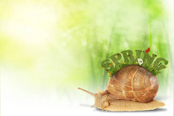 Abstract spring background with snail — Stock Photo, Image