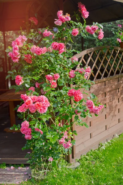 Gazebo en bois avec des roses — Photo