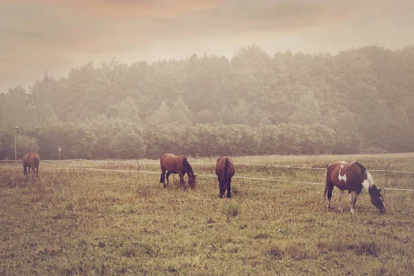 Rebanho de cavalos em nevoeiro — Fotografia de Stock