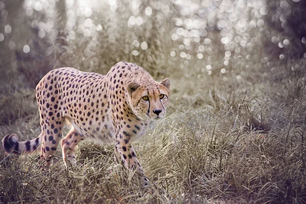 Гепард в зоопарке — стоковое фото