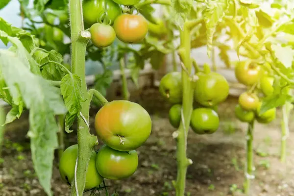 Свежие и сочные зеленые помидоры — стоковое фото