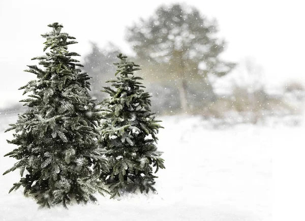 Árvore de natal no tempo de inverno — Fotografia de Stock