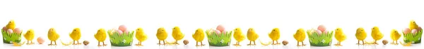 Easter Banner Chicken White Background — Stock Photo, Image