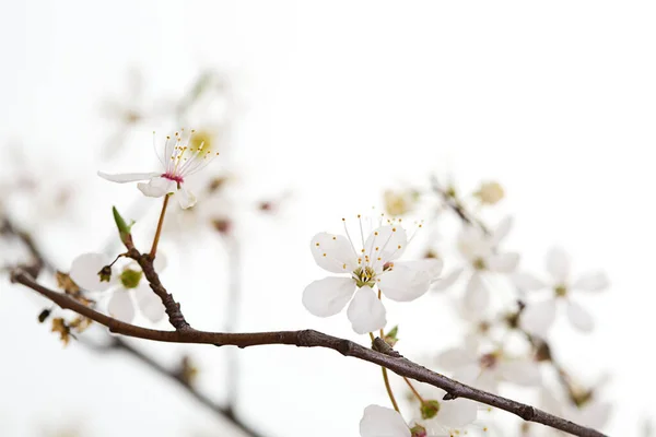 Lente Seizoensgebonden Achtergrond Met Witte Bloemen — Stockfoto