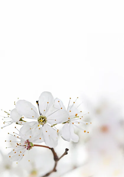 Wiosenne Tło Sezonowe Białymi Kwiatami — Zdjęcie stockowe