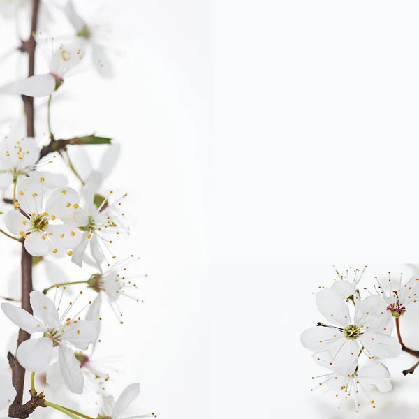 Printemps Fond Saisonnier Avec Des Fleurs Blanches — Photo