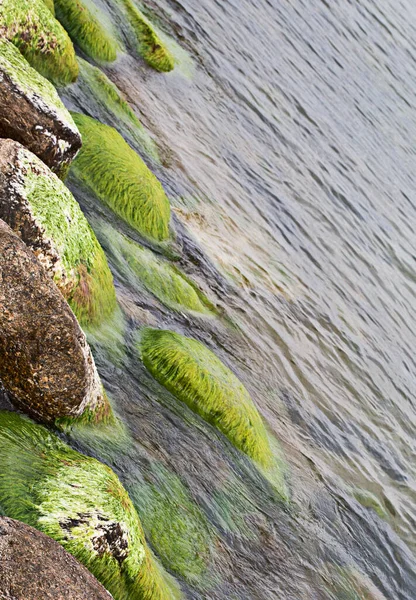 Groene Algen Grote Stenen Zee — Stockfoto