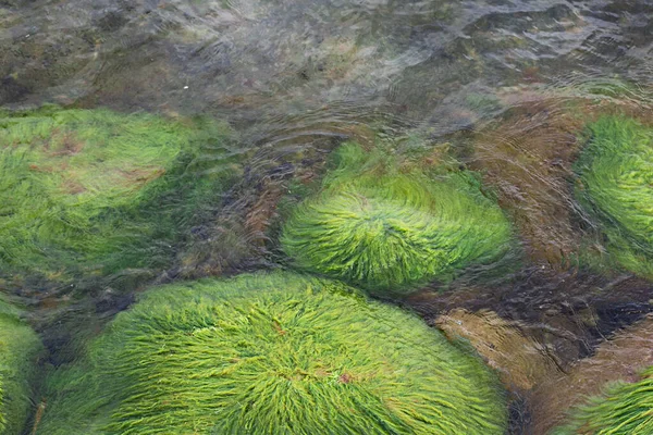 Zielone Algi Dużych Kamieniach Morzu — Zdjęcie stockowe