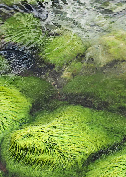 Yeşil Yosunlar Denizdeki Büyük Taşların Üzerinde — Stok fotoğraf