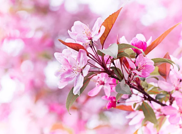 Flores Primavera Manzano Decorativo —  Fotos de Stock